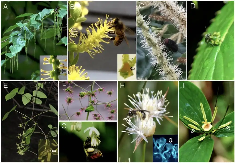 Examples of species that may be ambophilous and that require field experiments to resolve the predominant pollen vector in their natural habitat. (A) The pendulous inflorescences (spikes) of Tetracentron sinense (Trochodendraceae) suggest wind pollination, but the stamens' filaments produce nectar drops (arrow in the insert panel in A). (B) Honeybee collecting nectar and the sticky pollen from the catkins of Salix matsudana (Salicaceae). The inset shows an orange-yellow nectary (arrow) attached to the ovary. (C) A lavatory fly feeding on the liquid offered by the male flowers of Castanea mollissima (Fagaceae). (D) A mosquito collecting nectar from a green female flower of Helwingia japonica (Helwingiaceae); its head carries white pollen from a previously visited male plant. (E) An inflorescence of the dioecious Sargentodoxa cuneata (Lardizabalaceae); the inset shows the yellow greenish petals (white arrow). (F) Female flowers of the gynodioecious Thalictrum smithii (Ranunculaceae) without sepals, typical of wind pollination. (G) A bumblebee collecting pollen from a hermaphroditic flower of Thalictrum delavayi. (H) A halictid bee collecting pollen from white-flowered Juncus allioides (Juncaceae); the inset shows pollen tetrads (arrow) germinating on a stigma. (I) Sticky pollen grains presented on the dehisced anthers of Paris polyphylla (Melanthiaceae). Credit: Shuang-Quan Huang