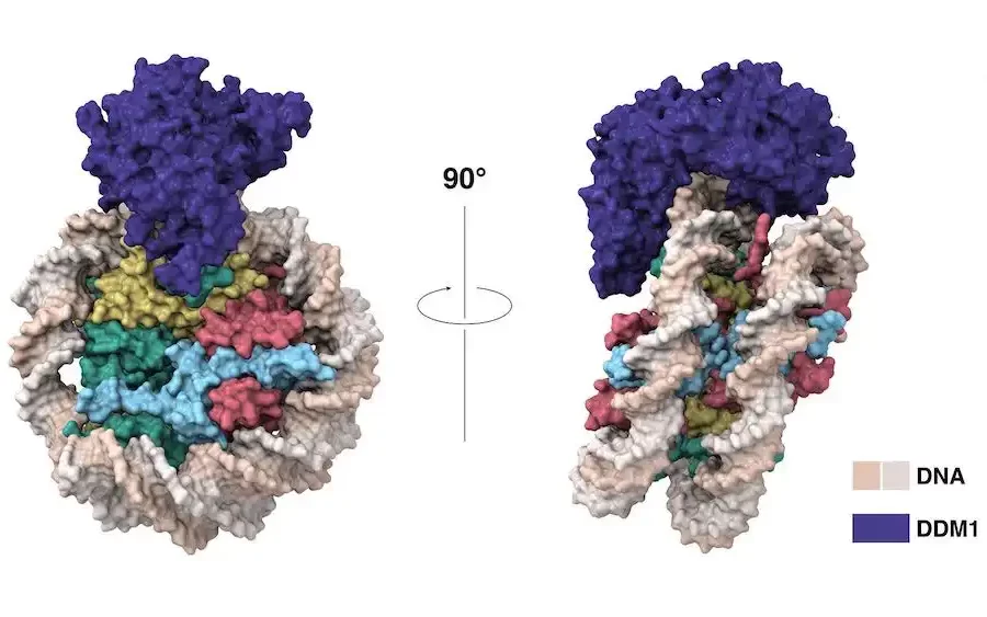 This cartoon model illustrates, for the first time, where and how the DDM1 protein (purple) grips onto DNA (beige) during cell division.