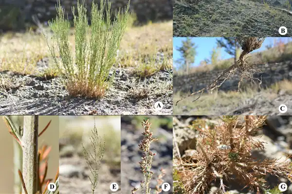Researchers Find New Species of Artemisia