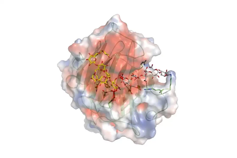Image: A 3D image of nasturtium xyloglucan xyloglucosyl transferase with bound substrate reactants. Credit: University of Adelaide