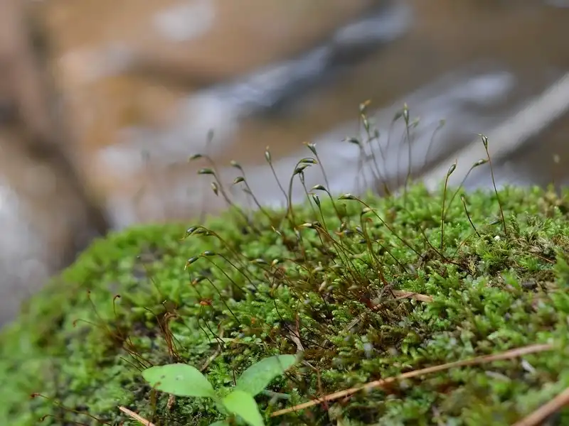 Image: Mosses and other plant species, grow together next to a stream. Credit: geonjin kim / Pixabay