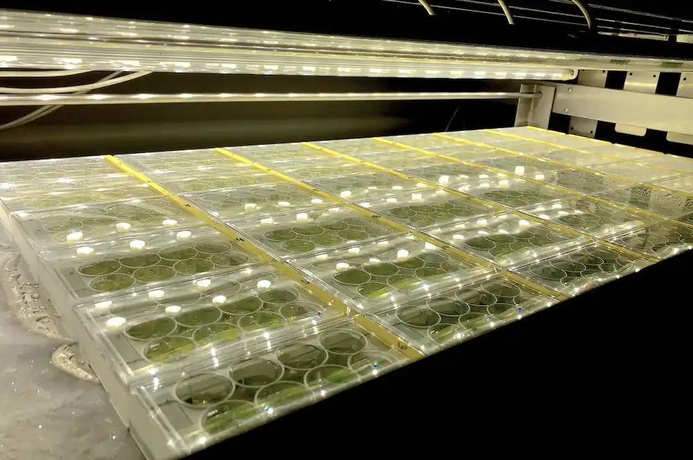 Samples of Mesotaenium endlicherianum that have been kept safe in the Algal Culture Collection at Göttingen University (SAG) for over 25 years. This image shows the unique experimental set-up there which allowed the researchers to expose Mesotaenium endlicherianum to a continuous range of different light intensities and temperatures. Credit: Janine Fürst-Jansen