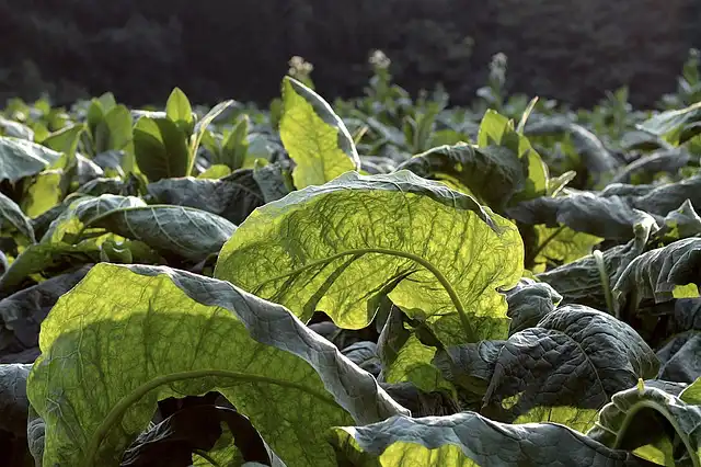 Image: Tobacco plants. Credit: jimaro morales / Pixabay