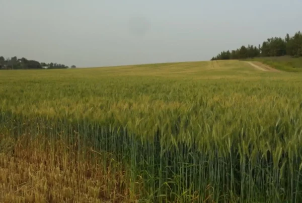 Image: Agriculture relies on community performance. Researchers from IPK Leibniz Institute have investigated how the behavior of an individual wheat plant under limiting light conditions influences the performance of the whole community. Credit: IPK Leibniz Institute/ T. Schnurbusch