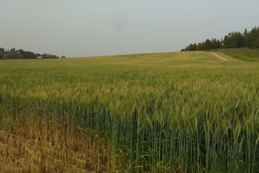 Image: Agriculture relies on community performance. Researchers from IPK Leibniz Institute have investigated how the behavior of an individual wheat plant under limiting light conditions influences the performance of the whole community. Credit: IPK Leibniz Institute/ T. Schnurbusch