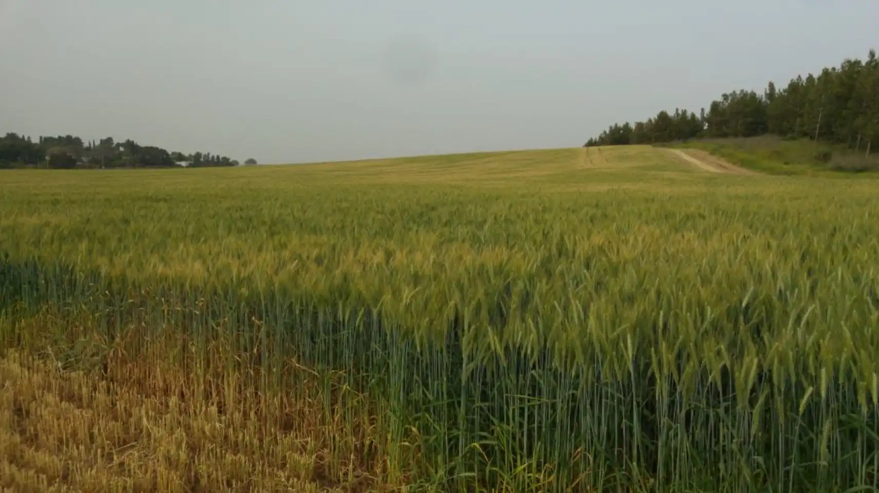 Image: Agriculture relies on community performance. Researchers from IPK Leibniz Institute have investigated how the behavior of an individual wheat plant under limiting light conditions influences the performance of the whole community. Credit: IPK Leibniz Institute/ T. Schnurbusch