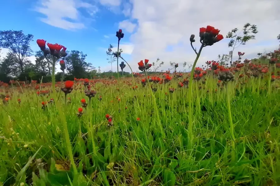 Image: The orange hawkweed is native to the Alps of Austria, but grows wild from gardens in many parts of Europe. Credit: Franz Essl
