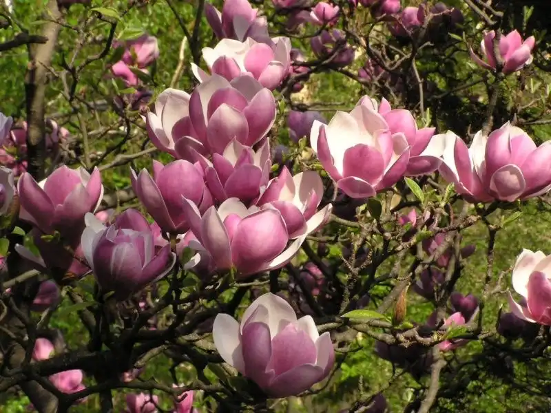 Image: Magnolia × soulangeana flowers. Credit: Zp in Wikimedia