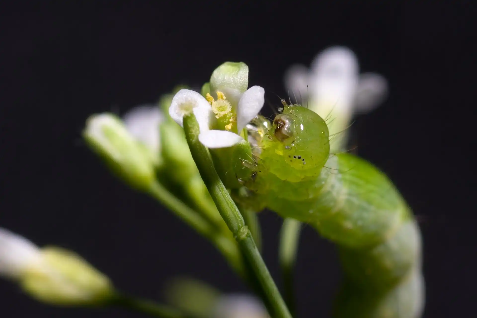 Image: Caterpillar on an Arabidopsis plant. Credit: Kurt Stepnitz, 2006 University Relations - Michigan State University