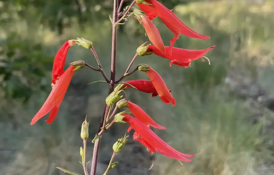 Image: Penstemon barbatus flowering in the Apache-Sitgreaves National Forest, Arizona. Credit: C. Wessinger (CC-BY 4.0, creativecommons.org/licenses/by/4.0/)