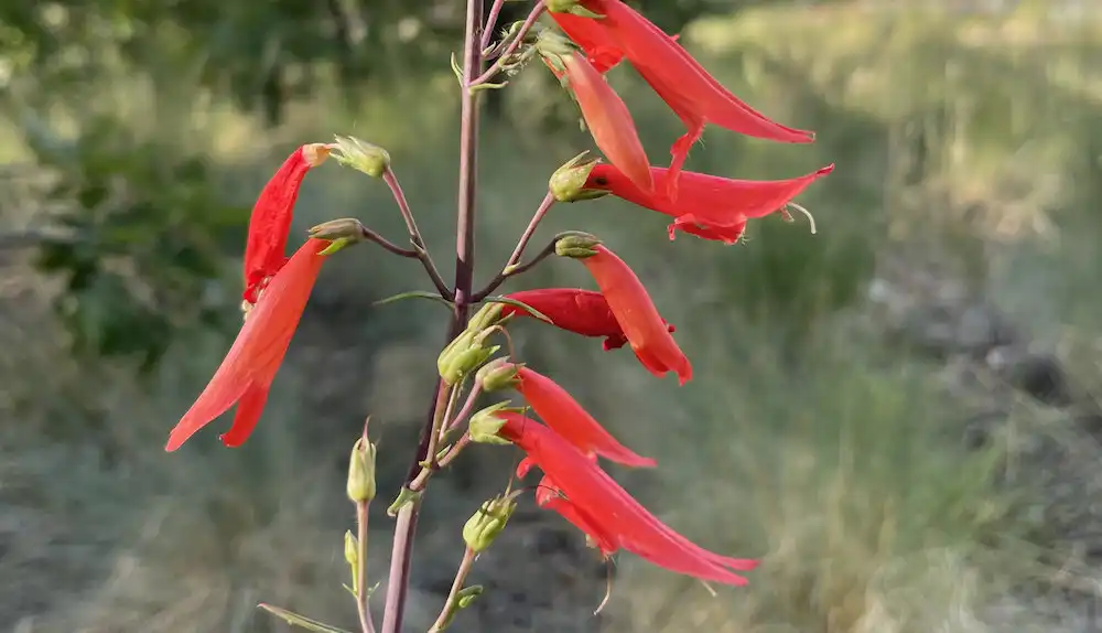 Image: Penstemon barbatus flowering in the Apache-Sitgreaves National Forest, Arizona. Credit: C. Wessinger (CC-BY 4.0, creativecommons.org/licenses/by/4.0/)
