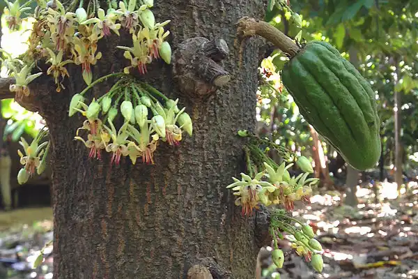Image: For a cacao plant to bear such rich fruit, it needs effective pollination. A research group, in which JMU was involved, has investigated how this can best be achieved. Credit: Justine Vansynghel / Uni Würzburg)