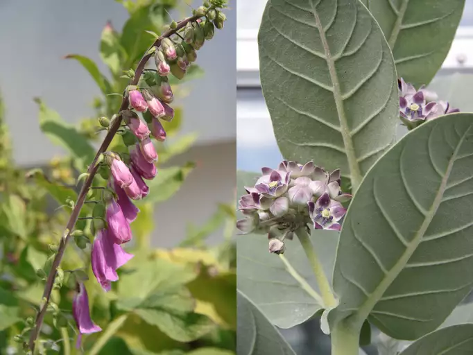 Image: Red foxglove Digitalis purpurea (left), native to Germany, and the rubber tree Calotropis procera(right), native to northern part of Africa, were chosen for the study. Both species produce high levels of cardenolides, although they belong to different plant families. Comparative analyses based on genomic, transcriptomic and metabolomic data helped to identify the enzymes involved in the biosynthesis of pregnenolone. Credit: Angela Overmeyer