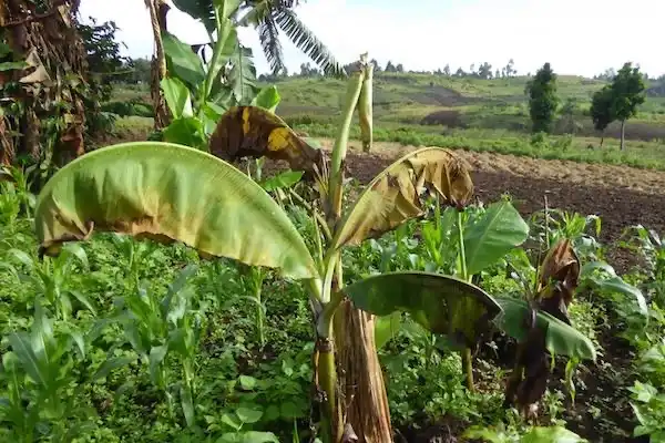 Image: a banana plant in the field with a dead leaf. Credit: Guy Blomme, South Kivu Province, Eastern DR Congo.
