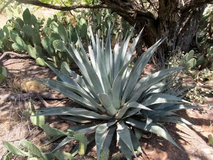 Image: Agave phillipsiana. Credit: Wendy Hodgson/Annals of Botany