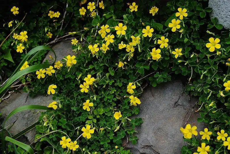 Image: Oxalis corniculata to grow between basalt rock at Jeju. Credit: Jjw/Wikimedia