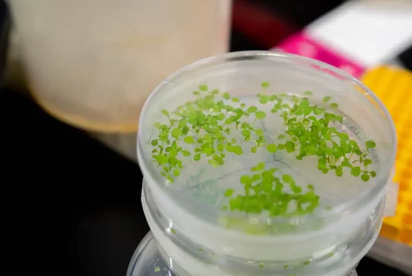 Image: Experimental seedlings in the laboratory. UC Davis plant biologists have discovered how chloroplasts, responsible for photosynthesis in green plants, also play a key role in plant immunity to infections. Credit: Sasha Bakhter, UC Davis College of Biological Sciences