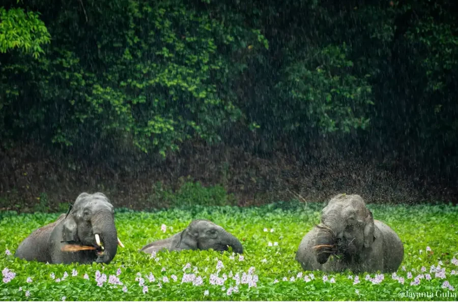 Several water bodies that are important habitat and resource for many endangered species like the Asian elephant are invaded by the water hyacinth (Pontederia crassipes), a plant native to tropical America. Credit: Jayanta Guha.