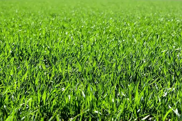 Image: grass field. Credit:  Alexa / Pixabay