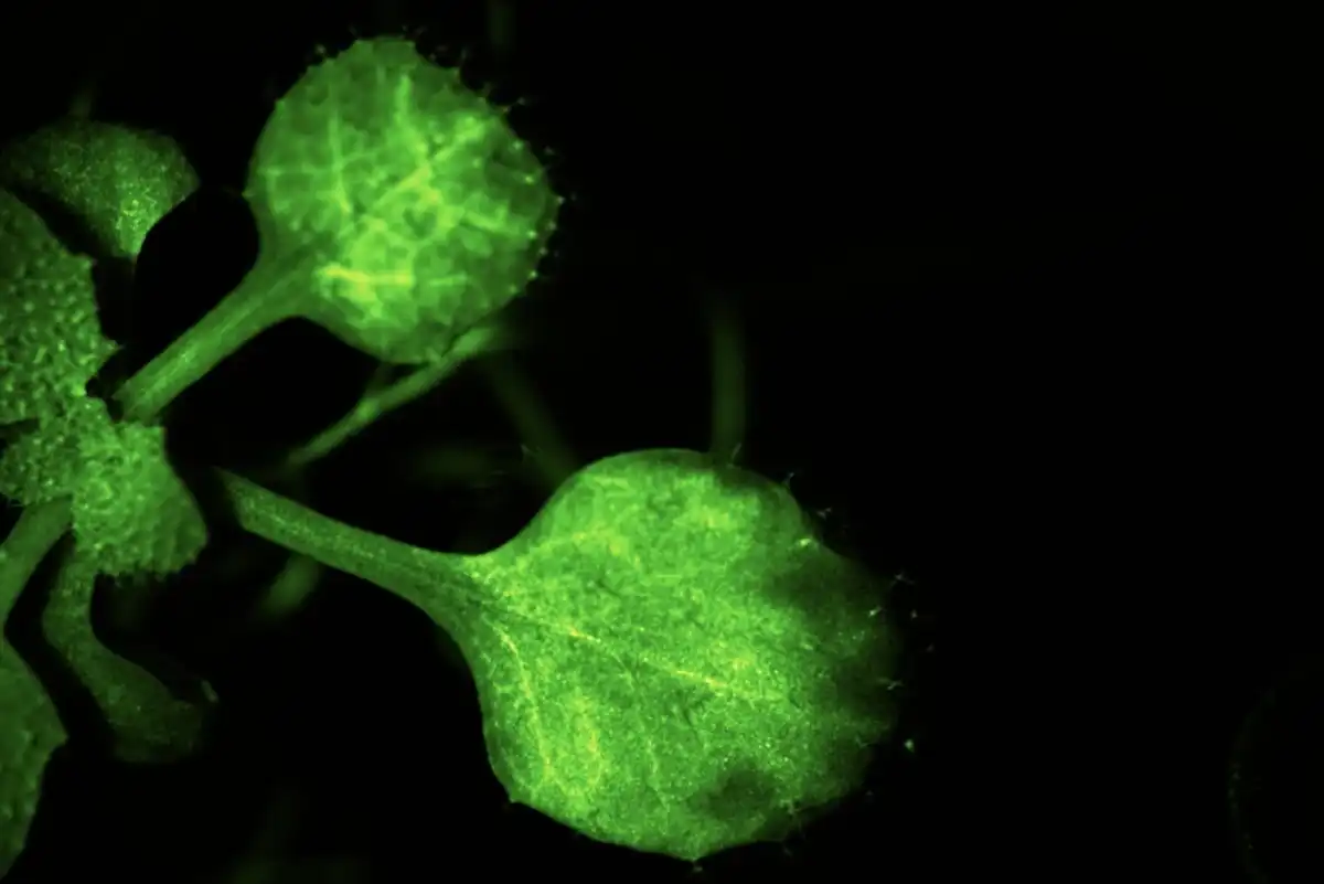 Image: Airborne Z-3-HAL (in the tube on the right side) induced Ca2+ signals in Arabidopsis leaves. Credit: saitama University
