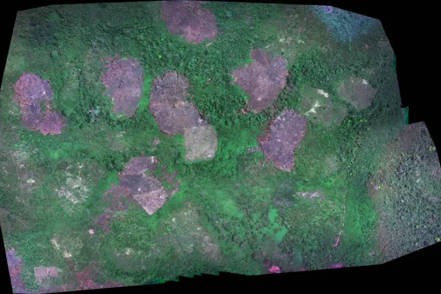 Image: Drone image from study shows forest with swidden fields. Credit: Sean Downey