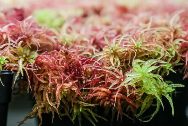 Image: The Sphagnum genus of mosses absorbs carbon from the atmosphere, storing it in peat bogs. Credit: Genevieve Martin/ORNL, U.S. Dept. of Energy