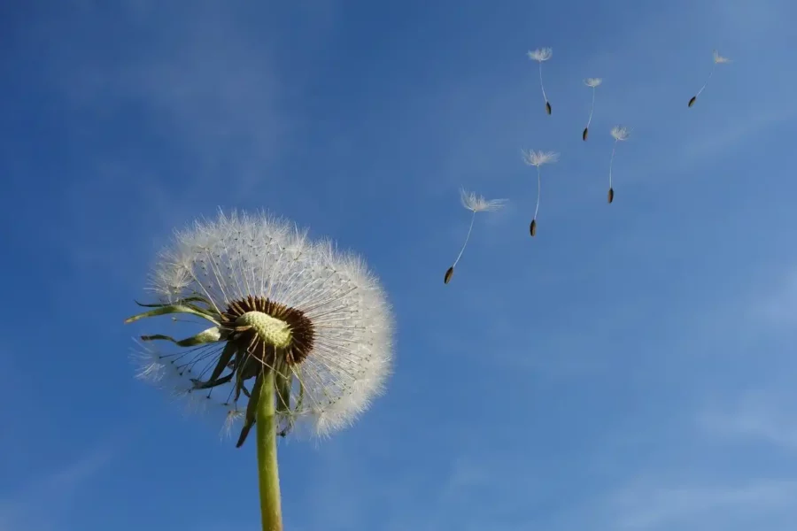 Image: closeup of dandelion and its seeds blowing in the wind. Credit: Michael Schwarzenberger / Pixabay
