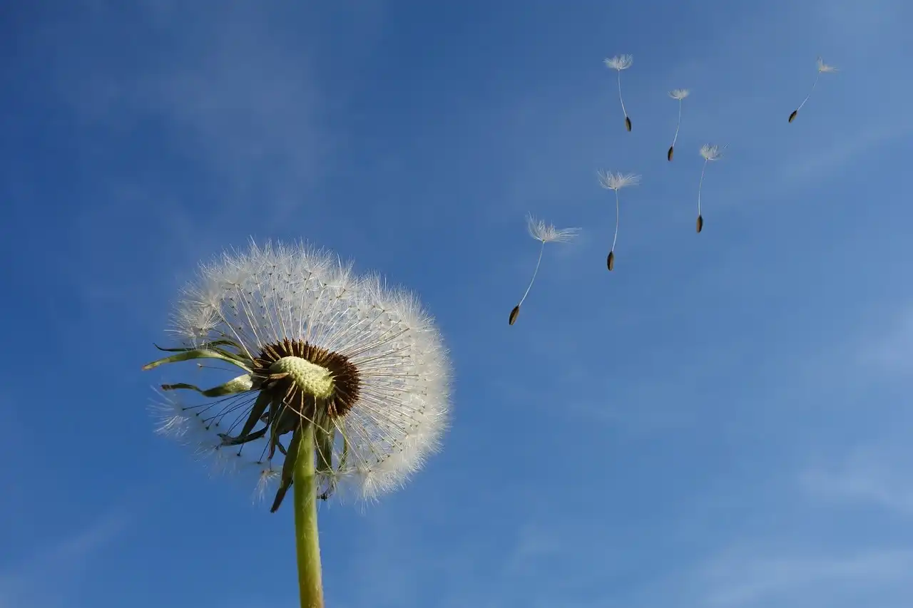 Image: closeup of dandelion and its seeds blowing in the wind. Credit: Michael Schwarzenberger / Pixabay