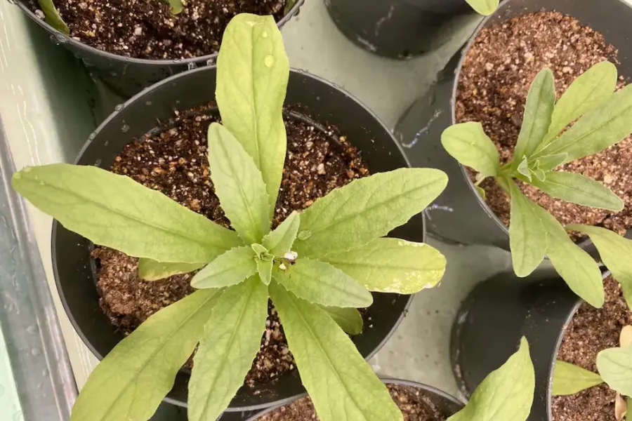 Image: Camelina plants growing in short days. These plants got only 56% as much light as plants in long days, but had a relative growth rate that was 84% of that of the long-day plants. Credit: Yuan Xu