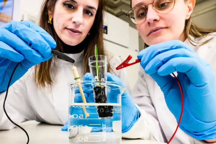 Eleni Stavrinidou, associate professor, and supervisor of the study and Alexandra Sandéhn, Ph.D. student, one of the lead authors, connect the eSoil to a low power source for stimulating plant growth. Credit: Thor Balkhed