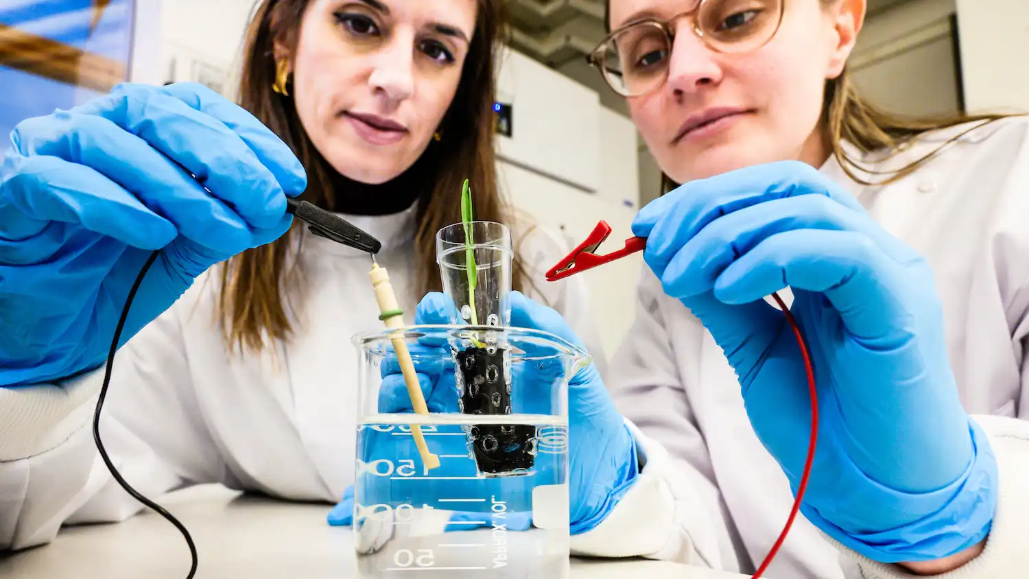 Eleni Stavrinidou, associate professor, and supervisor of the study and Alexandra Sandéhn, Ph.D. student, one of the lead authors, connect the eSoil to a low power source for stimulating plant growth. Credit: Thor Balkhed