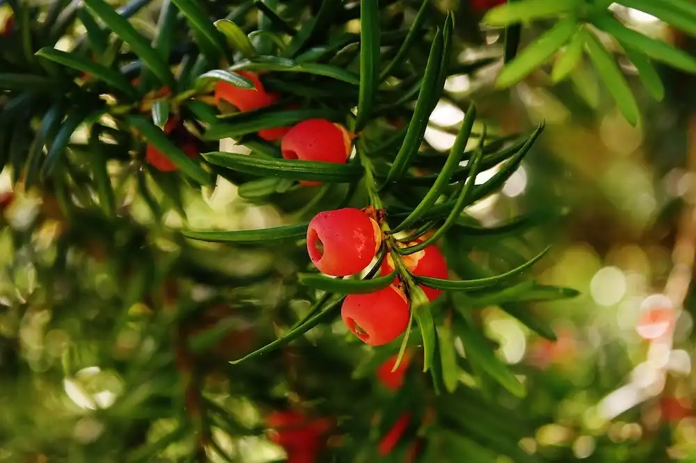 Image: Yew tree with fruits. Paclitaxel and its precursors are produced in the needles and bark of various trees in the Taxus genus. Credit: Alexa / Pixabay