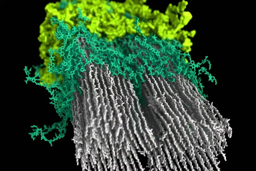 Image: In this rendition of the macromolecular model of the secondary cell wall in poplar wood, cellulose is shown in white, hemicellulose in green, and lignin in yellow. Credit: Peter Ciesielski, NREL
