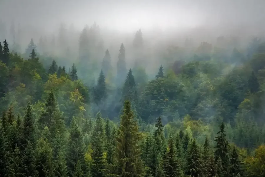 Image: forest shrouded in fog. Credit: Robert Balog / Pixabay