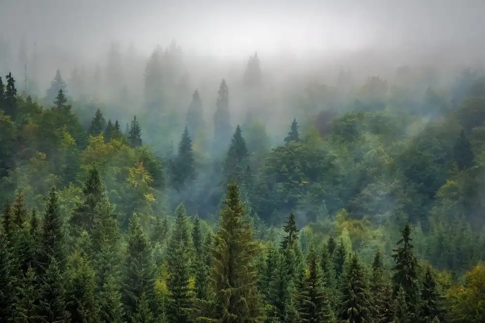 Image: forest shrouded in fog. Credit: Robert Balog / Pixabay
