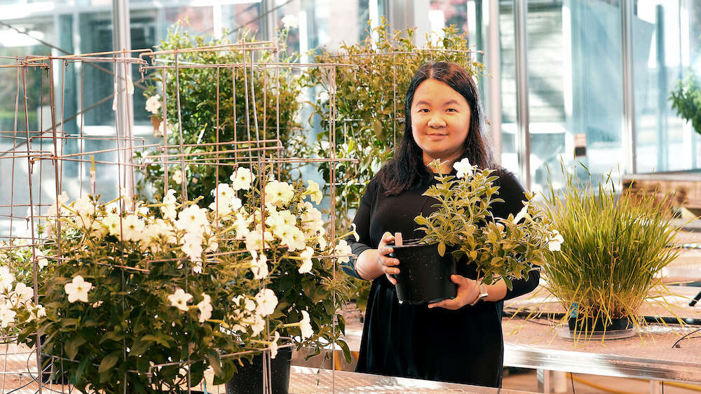 Image: Ying Li, associate professor of horticulture and landscape architecture at Purdue University in a greenhouse surrounded by plants. Credit: Purdue Agricultural Communications photo/Tom Campbell