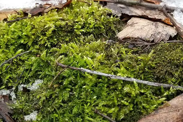 Friend or foe? Researchers explore ancient partnership between moss and fungi