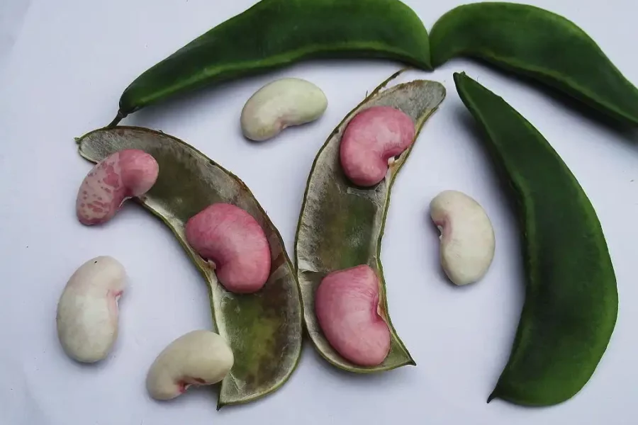 Image: Lima beans-flowers creamy white, beans edible. Credit: Yercaud-elango / Wikimedia