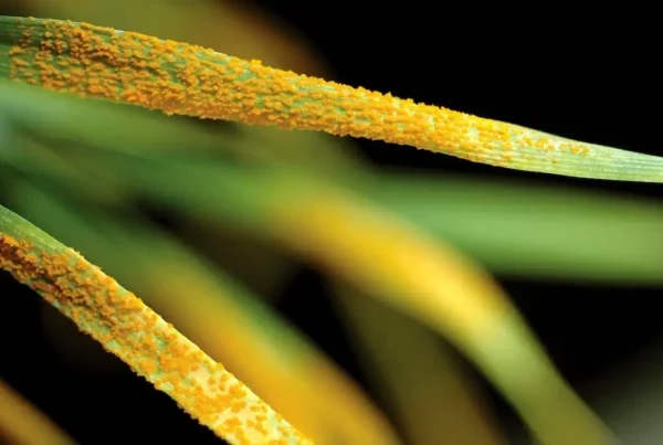 Image: Stem Rust disease poses a significant threat to the Australian wheat industry. Credit: CSIRO