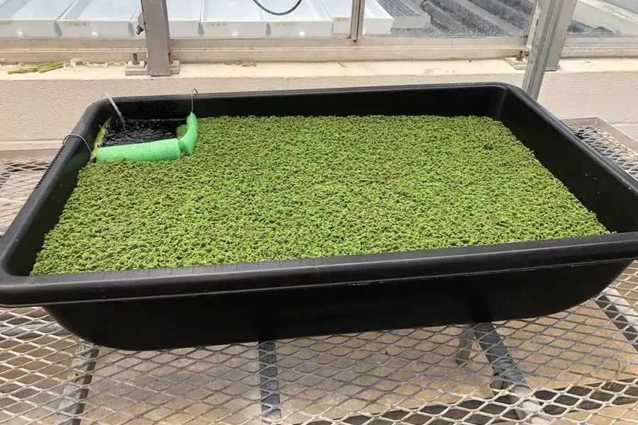 Image: In the study, Carolina azolla — which has been described as having a crisp texture and a neutral taste — was grown in a greenhouse located at Penn State's University Park campus. Credit: Penn State. Creative Commons