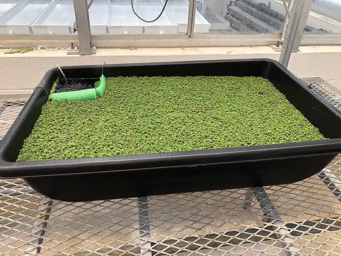 Image: In the study, Carolina azolla — which has been described as having a crisp texture and a neutral taste — was grown in a greenhouse located at Penn State's University Park campus. Credit: Penn State. Creative Commons