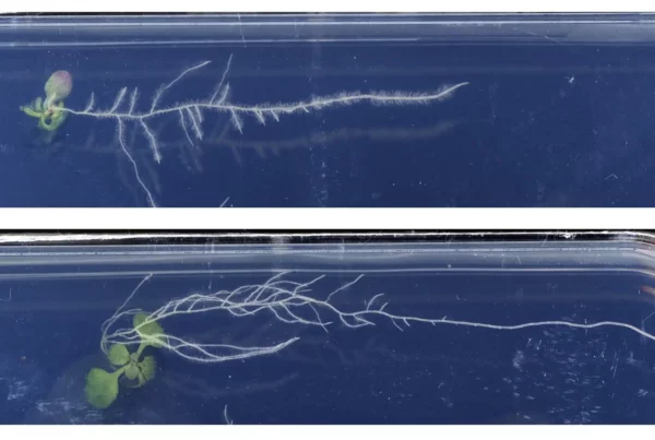 Untreated (left) and mebendazole treated (right) seedling of Arabidopsis thaliana growing on the surface of vertical agar plates. While the root branches of the untreated plant point downwards, mebendazole leads to the branches pointing much more sidewards, leading to a shallower root system. Credit: Salk Institute