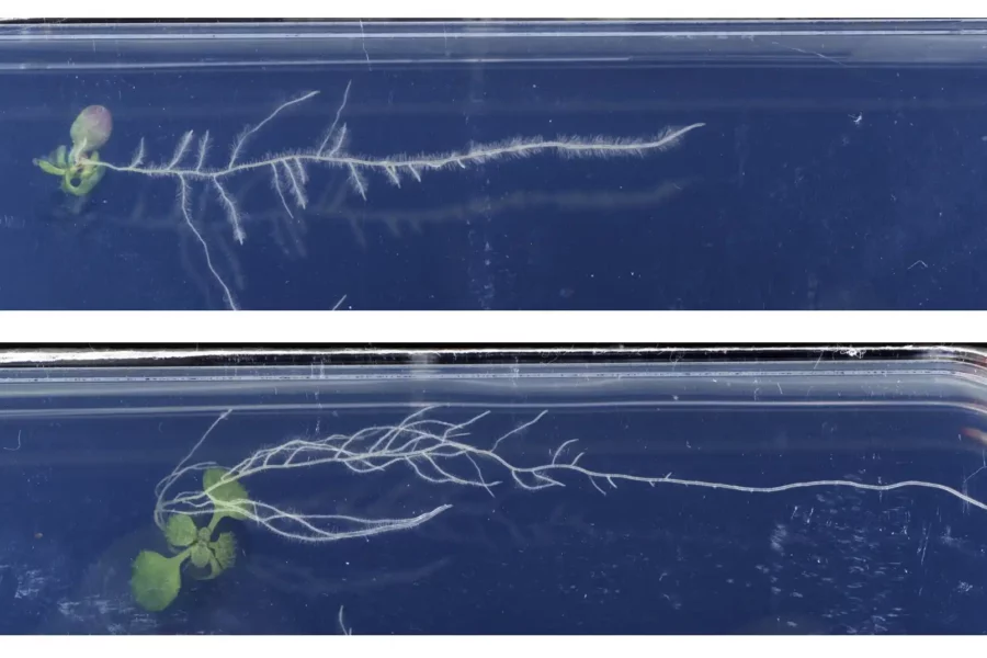 Untreated (left) and mebendazole treated (right) seedling of Arabidopsis thaliana growing on the surface of vertical agar plates. While the root branches of the untreated plant point downwards, mebendazole leads to the branches pointing much more sidewards, leading to a shallower root system. Credit: Salk Institute