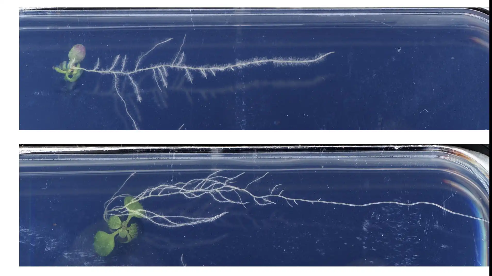 Untreated (left) and mebendazole treated (right) seedling of Arabidopsis thaliana growing on the surface of vertical agar plates. While the root branches of the untreated plant point downwards, mebendazole leads to the branches pointing much more sidewards, leading to a shallower root system. Credit: Salk Institute