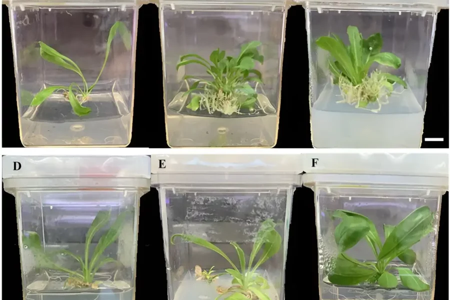 Agrobacterium rhizogenes- and Agrobacterium tumefaciens-mediated transformation in rubber dandelion. Representative phenotypes of a (A) rubber dandelion wild-type (WT) plant regenerated from a root fragment, (B) transgenic rubber dandelion plant transformed with WT A. rhizogenes K599, (C) transgenic plant transformed with A. rhizogenes harboring the clustered regularly interspaced short palindromic repeats (CRISPR)/CRISPR-associated protein (Cas) 9 expression cassette, (D) WT plant regenerated from a leaf disc, (E) transgenic plant transformed with WT A. tumefaciens EHA105, and (F) transgenic plant transformed with A. tumefaciens harboring the CRISPR/Cas9 expression cassette. Size bars indicate 1 cm.