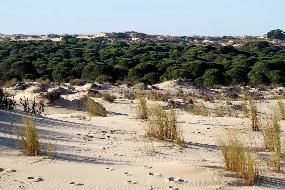 Climate change has brought forward the flowering period in Doñana National Park by 22 days, finds study