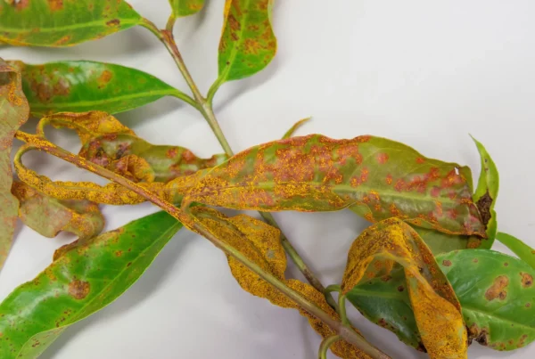 Leaves infected with myrtle rust. Credit: Megan Pope/University of Queensland