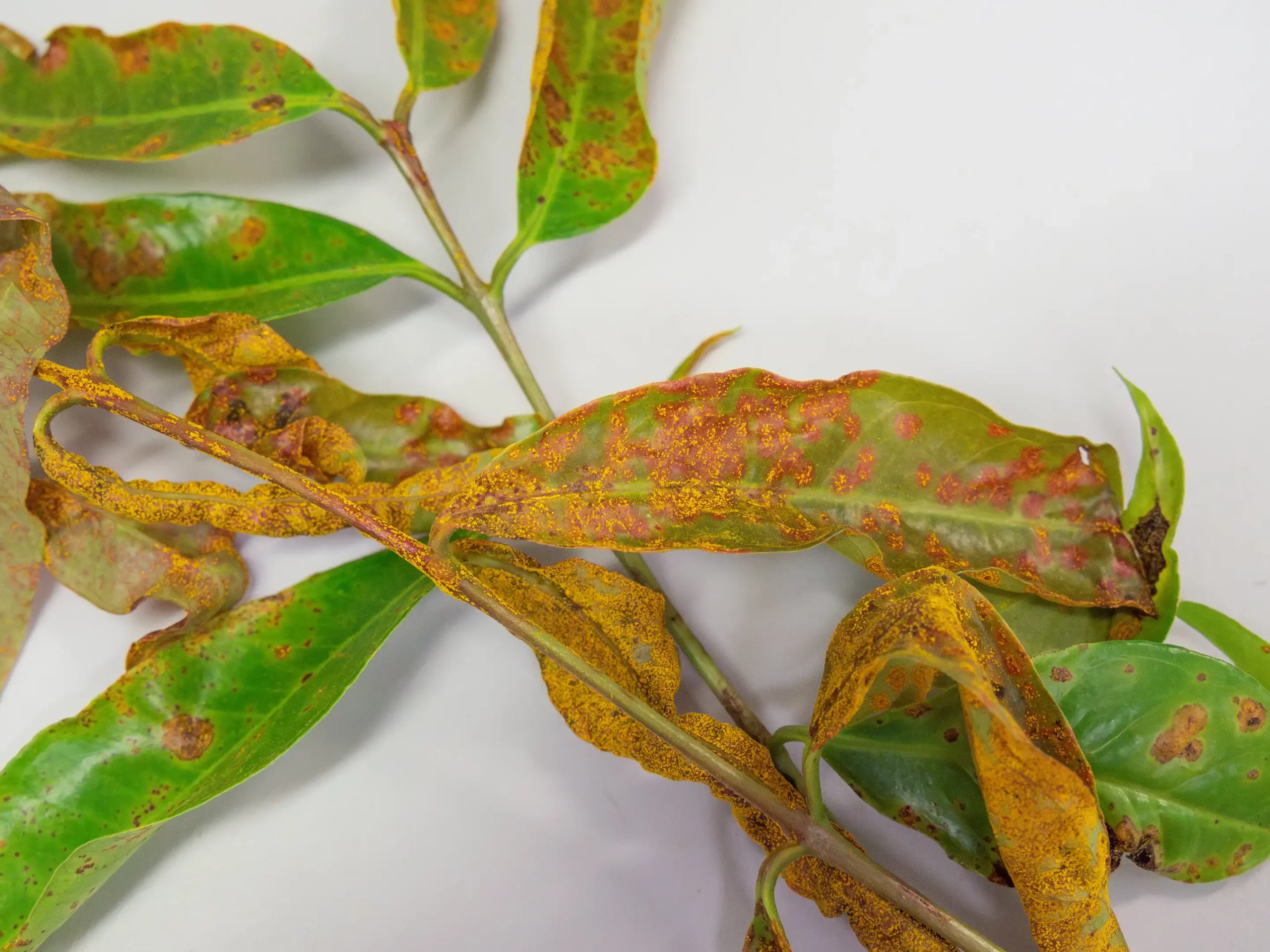 Leaves infected with myrtle rust. Credit: Megan Pope/University of Queensland