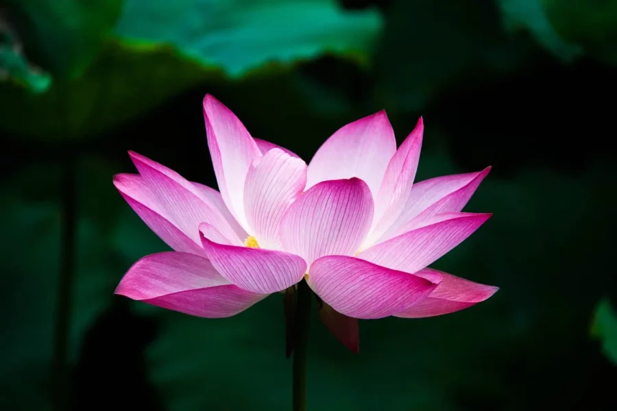 Image: Lotus flower. Credit: Pixabay/CC0 Public Domain