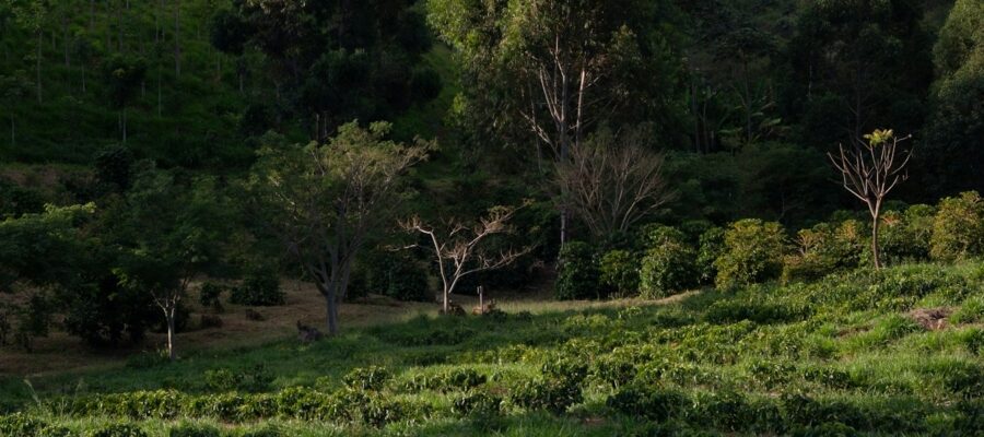 Image credit: Cover photo by PROJETO CAFÉ GATO-MOURISCO / Unsplash